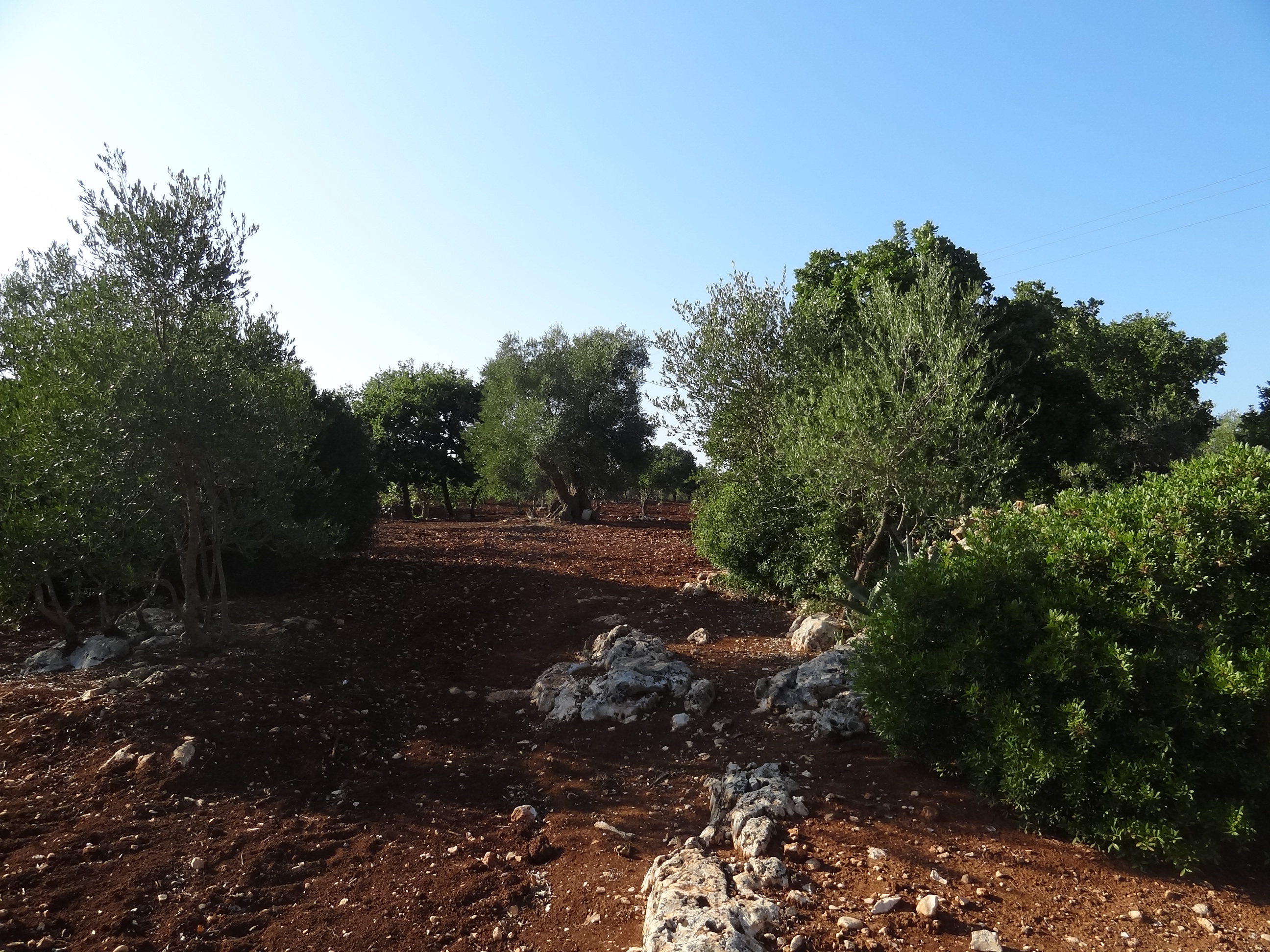TERRENO CON ULIVI E QUERCE SECOLARI